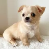 チワワ(ロング)