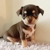 チワワ(スムース)