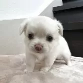 チワワ(ロング)