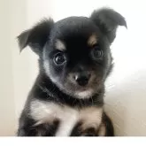 チワワ(ロング)