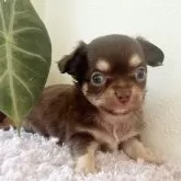 チワワ(ロング)