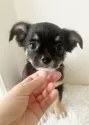 チワワ(ロング)【千葉県・女の子・2025年8月3日・ブラックタン】の写真3