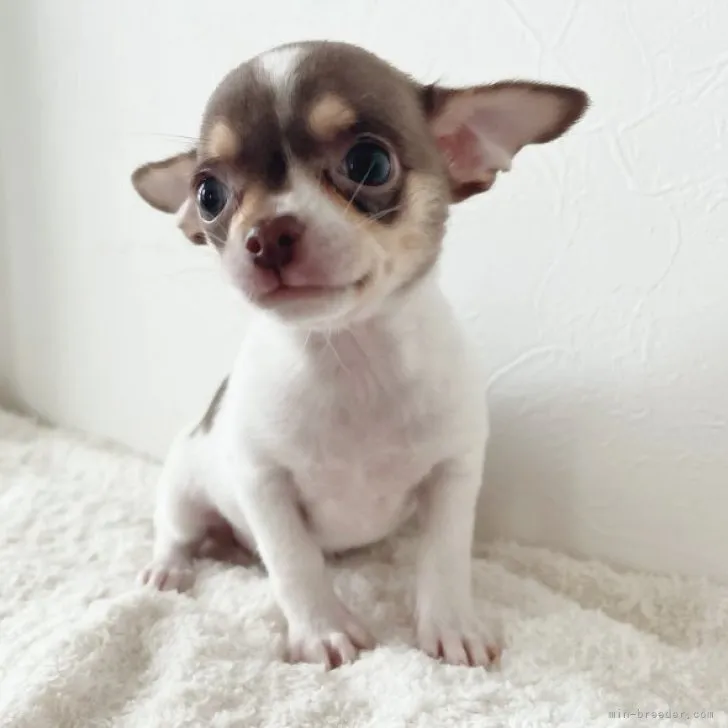 ID：2304-05037の子犬