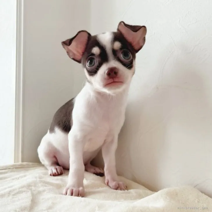 ID：2306-03750の子犬