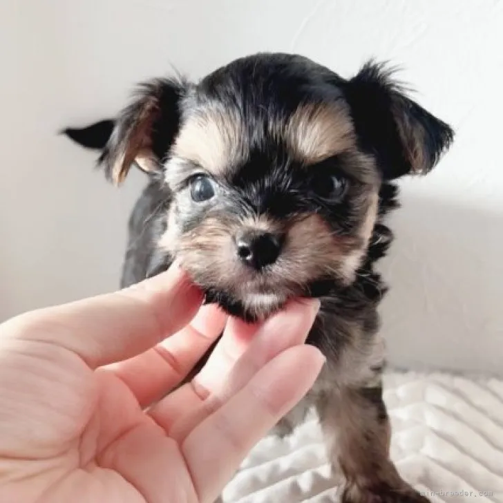 ID：2308-02659の子犬