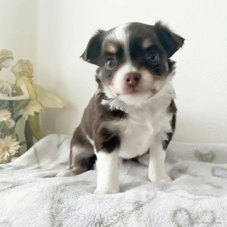 YUKI 様のお迎えした子犬