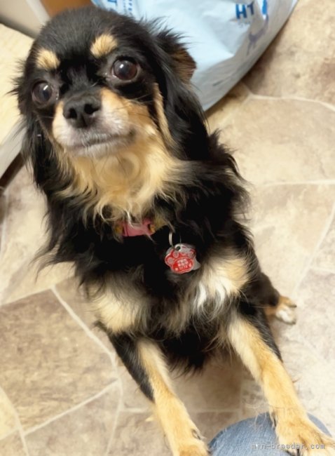 チワワ(ロング)【・女の子・2018年12月6日・ブラックタン】