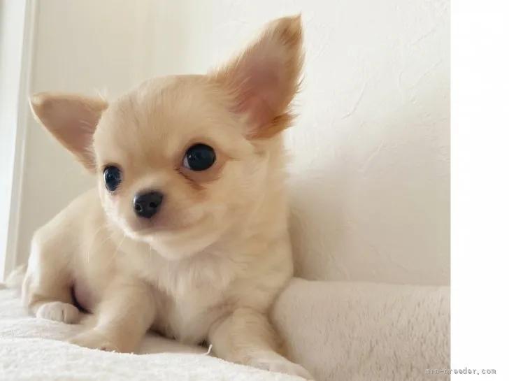 オレオ 様のお迎えした子犬