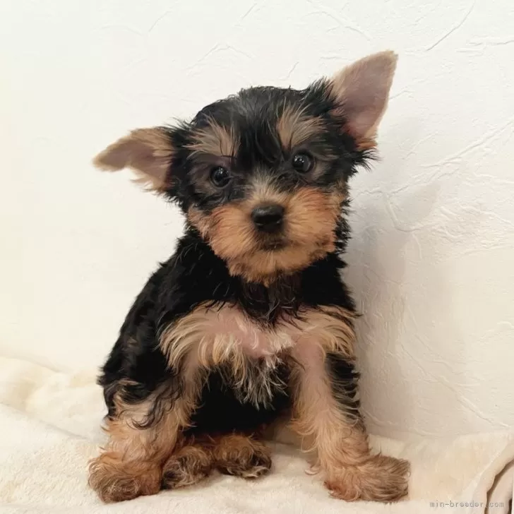 ID：2404-01988の子犬