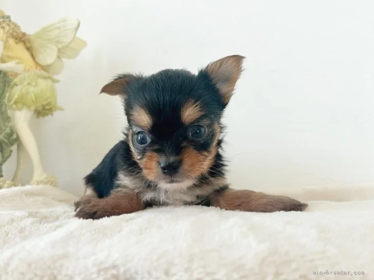 ID：2204-01565の子犬