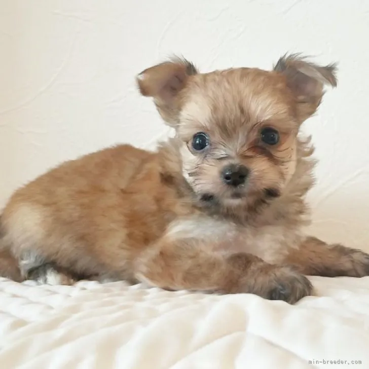 ID：2308-02819の子犬