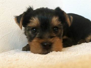 ヨークシャーテリア【千葉県・男の子・2020年1月11日・スチールブルー&タン】の写真「可愛らしい男の子♡※2/27までの掲載です」