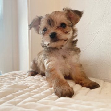 チワワ×ヨーキー【千葉県・女の子・2023年7月5日・フォーン】の写真「可愛くて小ぶりの女の子」