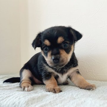 ミックス(チワワ×ヨークシャーテリア)【千葉県・女の子・2023年12月24日・ブラック&タン】の写真「クリスマスイブ生まれの女の子♡」