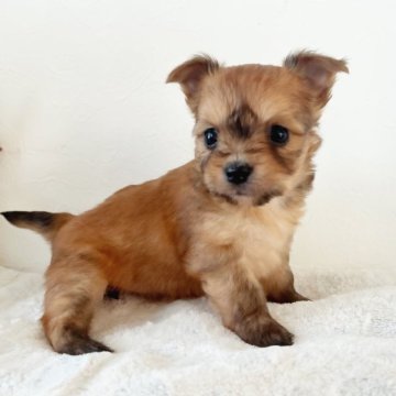 チワワ×ヨーキー【千葉県・女の子・2022年12月16日・レッド】の写真「小ぶりサイズの可愛い女の子♡」