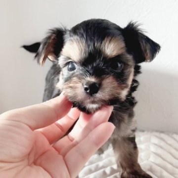 チワワ×ヨーキー【千葉県・男の子・2023年7月5日・ブラック&タン】の写真「小さくて可愛いお顔です♡」