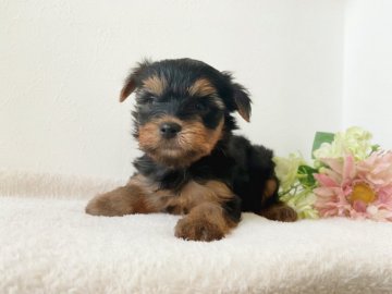ヨークシャーテリア【千葉県・男の子・2021年7月11日・スチール&ブルー】の写真「可愛い男の子♪」
