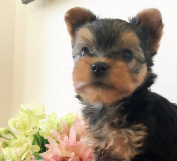 ヨークシャーテリア【千葉県・男の子・2019年9月26日・スチールブルー&タン】の写真「両親PRAクリア☆」