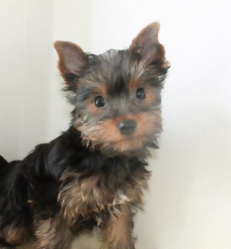 ヨークシャーテリア【千葉県・女の子・2019年2月8日・スティールブルー&タン】の写真「お顔の可愛い女の子♡」