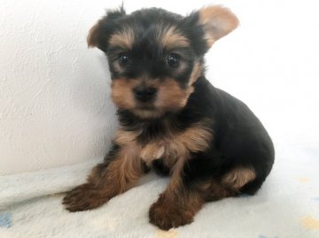 ヨークシャーテリア【千葉県・男の子・2020年1月11日・スチールブルー&タン】の写真「可愛らしい男の子♡※2/27までの掲載です」