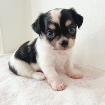 ミックス(ヨークシャーテリア×チワワ)【千葉県・男の子・2023年10月3日・パーティー】の写真「両親遺伝子検査クリア♪」