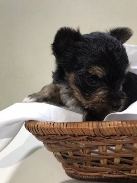 ヨークシャーテリア【千葉県・女の子・2020年4月27日・スティールブルー&タン】の写真「極小サイズの可愛い女の子です。」