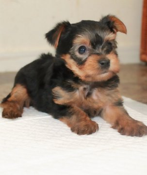 ヨークシャーテリア【千葉県・男の子・2019年4月4日・スチールブルー&タン】の写真「両親PRAクリア！」