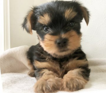 ヨークシャーテリア【千葉県・男の子・2019年9月15日・スチールブルー&タン】の写真「両親PRAクリア☆」