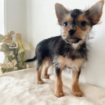 チワワ×ヨーキー【千葉県・男の子・2022年3月6日・ブラック&タン】の写真「人懐こい男の子♡」
