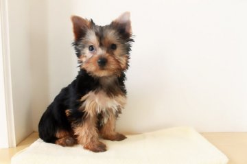 ヨークシャーテリア【千葉県・女の子・2019年2月8日・スティールブルー&タン】の写真「お顔の可愛い女の子！」