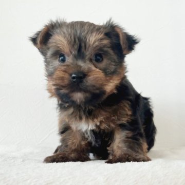 ヨークシャーテリア【千葉県・男の子・2023年1月20日・スチールブルー&タン】の写真「しっかり体型の可愛い男の子♡」