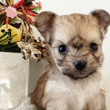 チワワ×ヨーキー【千葉県・男の子・2022年12月16日・フォーン】の写真「小ぶりサイズの可愛い男の子♡」