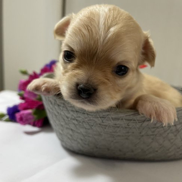 チワワ(ロング)【千葉県・女の子・2022年11月22日・クリーム&ホワイト】の写真「しっかりした体型の女の子」