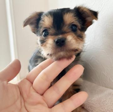 チワワ×ヨーキー【千葉県・女の子・2022年6月4日・ブラック&タン】の写真「両親PRAクリア！」