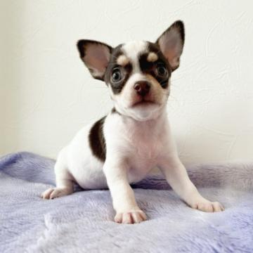 チワワ(スムース)【千葉県・女の子・2022年5月25日・チョコタン&ホワイト】の写真「可愛い女の子🎀」