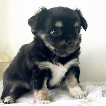 チワワ(ロング)【千葉県・男の子・2022年5月3日・ブラックタン】の写真「しっかりした体格です。」