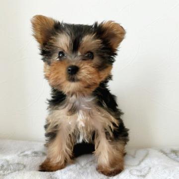 ヨークシャーテリア【千葉県・女の子・2022年6月2日・スチールブルー&タン】の写真「小さくて可愛い健康な女の子🎀」