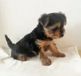 チワワ×ヨーキー【千葉県・女の子・2023年2月5日・ブラック&タン】の写真3