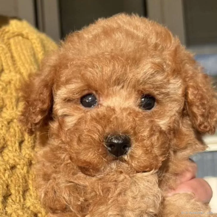 ID：2501-02765の子犬