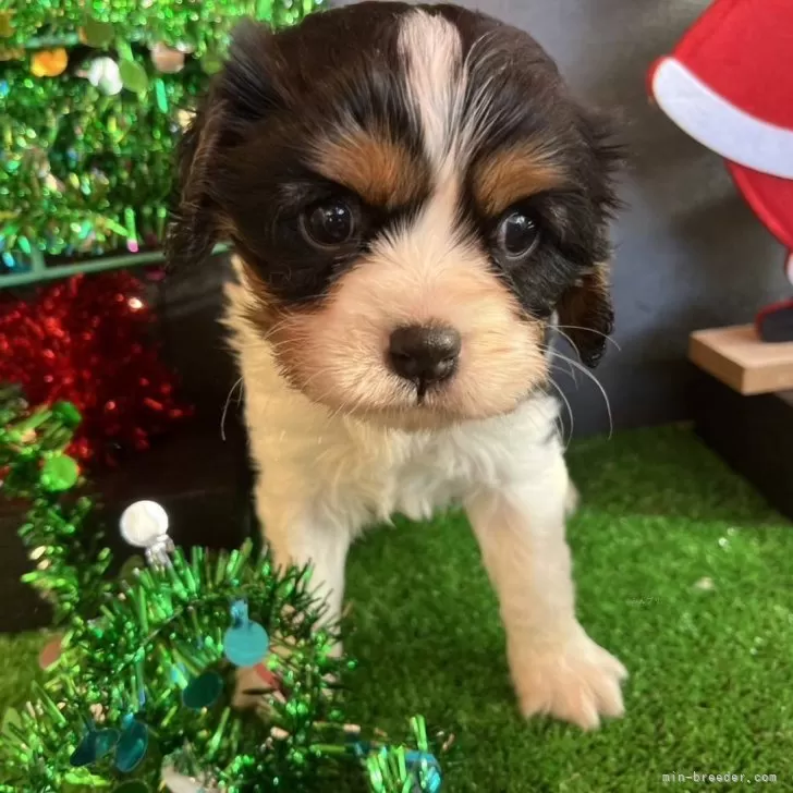ID:2412-03400の子犬