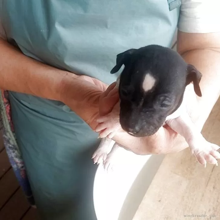 ID:2506-00185の子犬