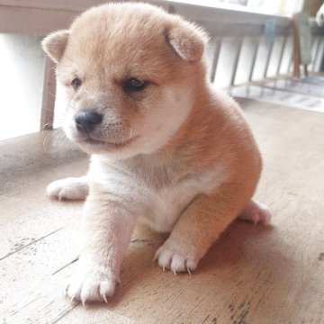 豆柴【埼玉県・男の子・2025年5月11日・赤】の写真「豆柴です」