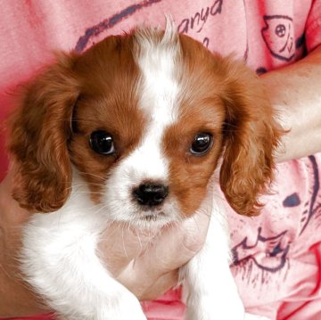 キャバリア【埼玉県・女の子・2025年7月9日・ブレンハイム】の写真「母親譲りの優しくて愛嬌のある女の子です。」