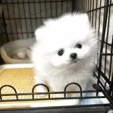 ポメラニアン