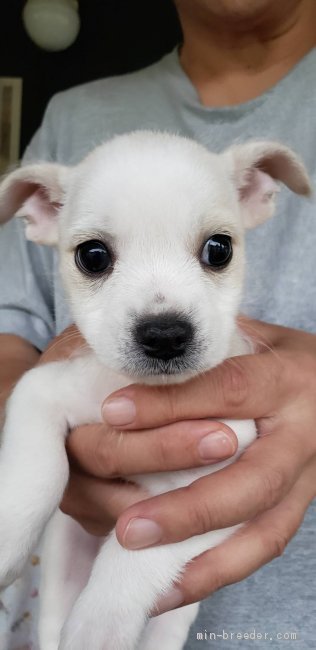 フレンチブルドックとビジョンブリーゼのミックス犬で 男の子 白 19 04 29生まれ 埼玉県 子犬id 1906 フレンチブルドック とビジョンブリーゼのミックスです みんなのブリーダー