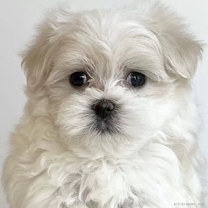 ID：2401-06392の子犬