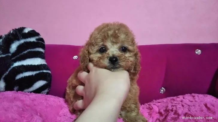 ID：1905-01786の子犬