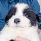 ボーダーコリー