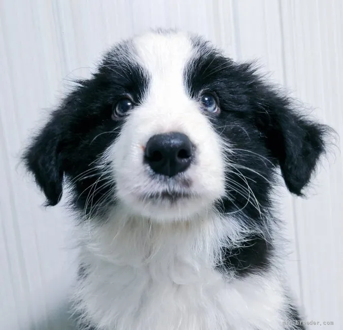 ひでしま 様のお迎えした子犬