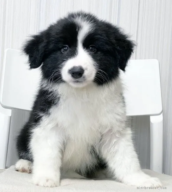 ID:2205-00962の子犬
